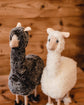 Alpaca "Peter"